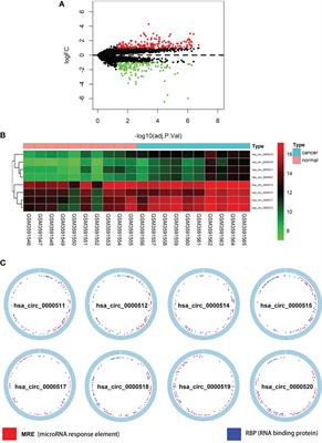 Identification of Circular RNA-Based Immunomodulatory Networks in Colorectal Cancer